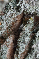 Pseudicius encarpatus