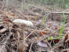 Lentinus arcularius
