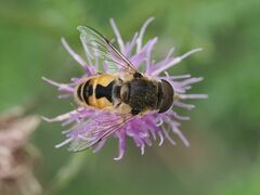 Eristalis arbustorum