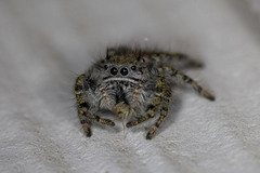 Phidippus comatus