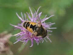 Eristalis arbustorum
