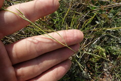 Bupleurum bicaule