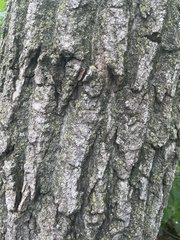 Quercus ellipsoidalis