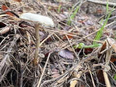 Lentinus arcularius