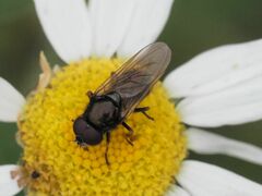 Cheilosia