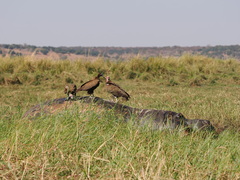 Necrosyrtes monachus