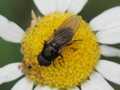 Cheilosia