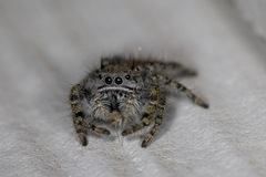 Phidippus comatus