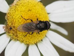 Cheilosia