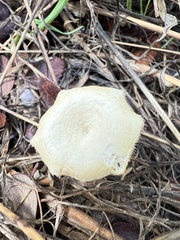 Lentinus arcularius