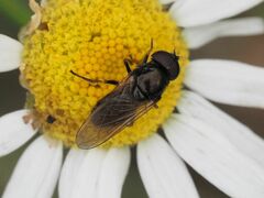 Cheilosia