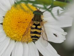 Syrphus