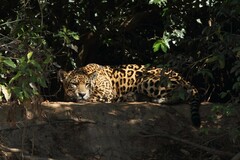 Panthera onca