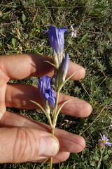 Gentiana decumbens