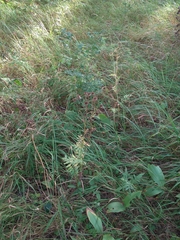 Tanacetum corymbosum