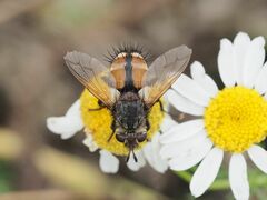 Tachina fera