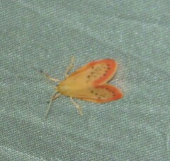 Miltochrista miniata