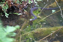 Agkistrodon piscivorus