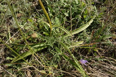 Gentiana decumbens