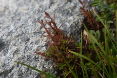 Calyptospora columnaris