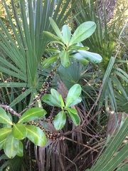 Myrsine cubana