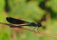 Aristocypha fenestrella