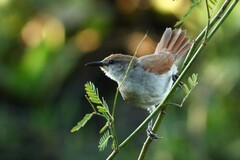 Certhiaxis cinnamomeus