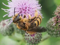 Halictus