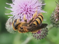 Halictus