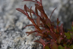 Calyptospora columnaris