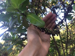 Myrsine cubana