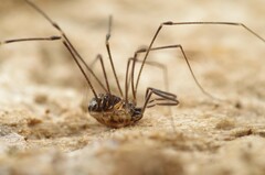 Mitostoma chrysomelas