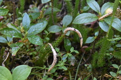 Lycopodium lagopus