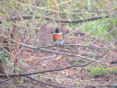 Chloroceryle americana