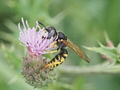 Philanthus triangulum