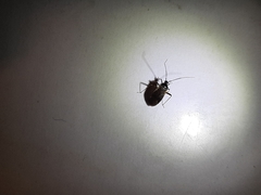 Adelphocoris seticornis