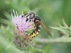 Philanthus triangulum