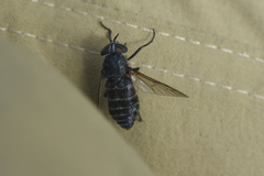 Hybomitra