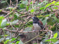 Spermestes bicolor nigriceps