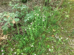 Sabatia angularis