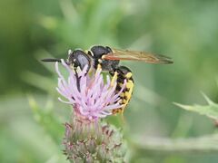 Philanthus triangulum
