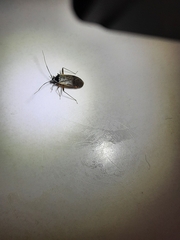 Adelphocoris seticornis