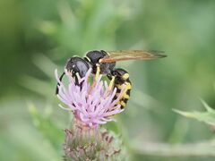 Philanthus triangulum