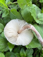 Leucocoprinus fragilissimus