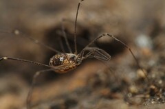 Mitostoma chrysomelas