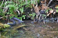 Agkistrodon piscivorus