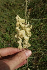 Aconitum barbatum