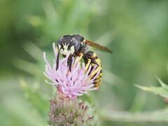 Philanthus triangulum