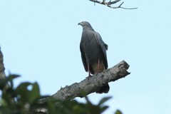 Geranospiza caerulescens
