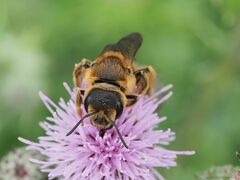 Halictus